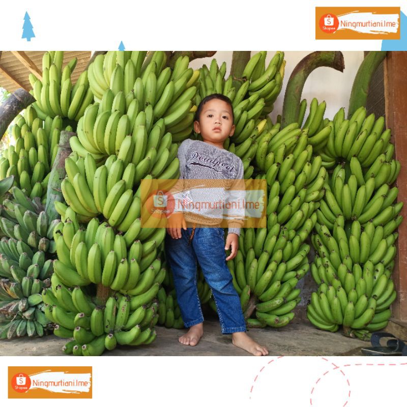 BIBIT PISANG FHIA17 100% ORIGINAL | BONGGOL PISANG MULYO| BIBIT FHIA 17