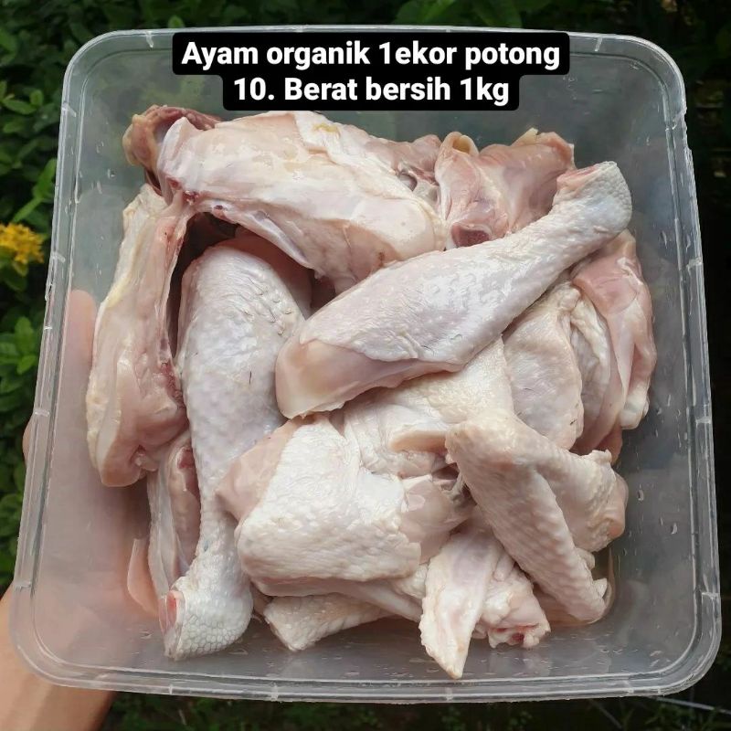 

AYAM KAMPUNG ORGANIC ORGANIK SEEKOR