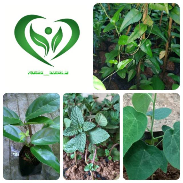 4 bibit tanaman cincau jelly hitam bulu perdu pohon cincau