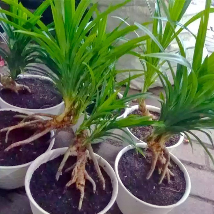 Bonsai Bonsae Pandan Wangi Pandanus Amaryllifolius Tanaman Hias 002