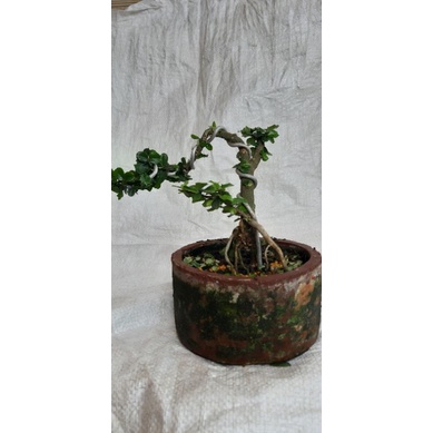 mame mirten  bonsai