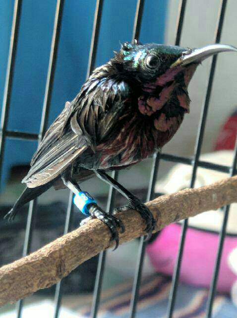 Ring Burung Konin Per Biji Shopee Indonesia