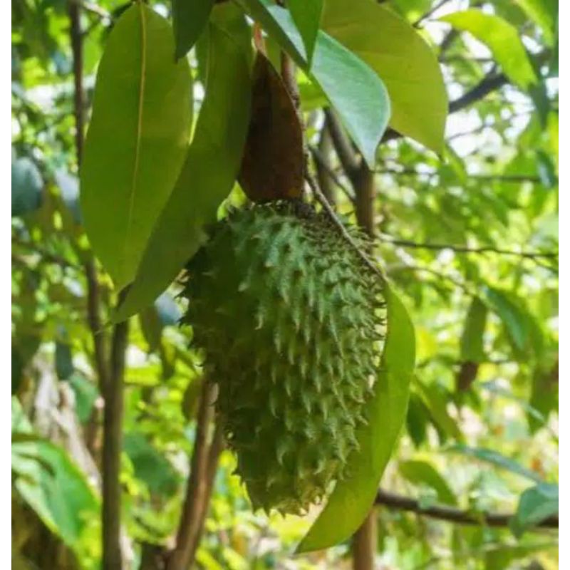 

daun sirsak organik 250gram
