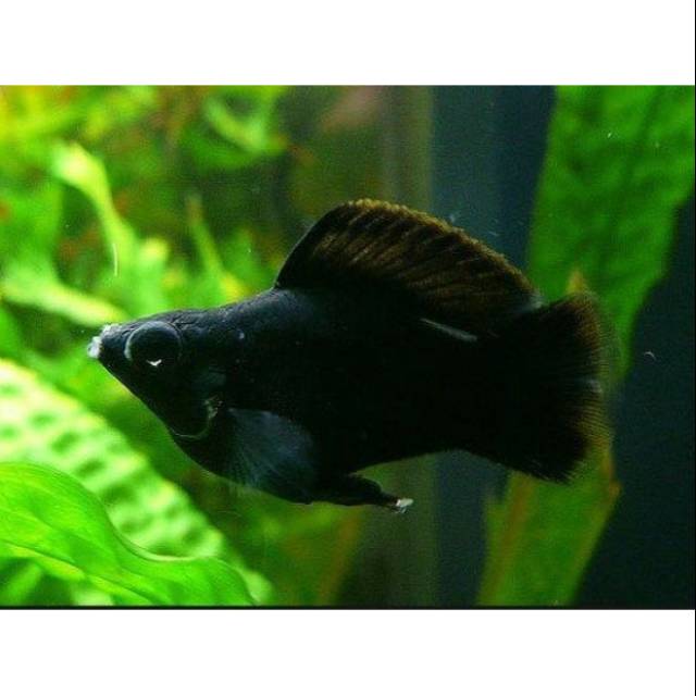 

Ikan Molly Balon Hitam