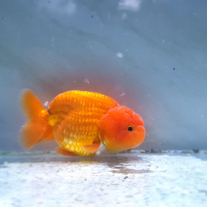 ikan mas koki lionchu Red / ikan hias aquarium