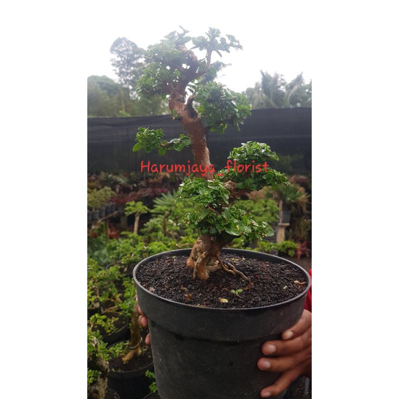 Tanaman hias bonsai sancang