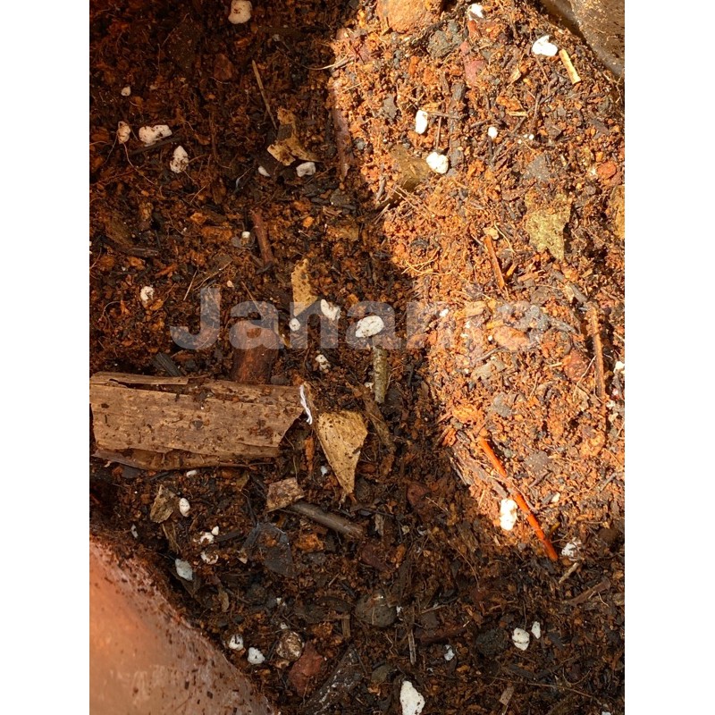 Nobrandplant Metan Mantuyy Eceran Fufufu By Asoka Remadja