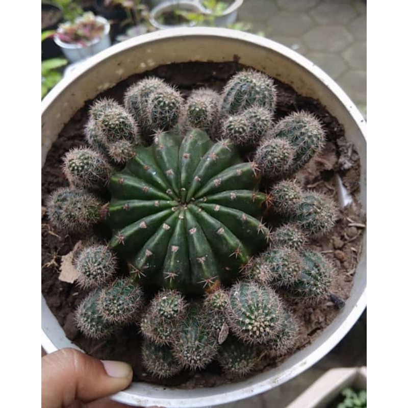 kaktus echinopsis (ANAKAN)