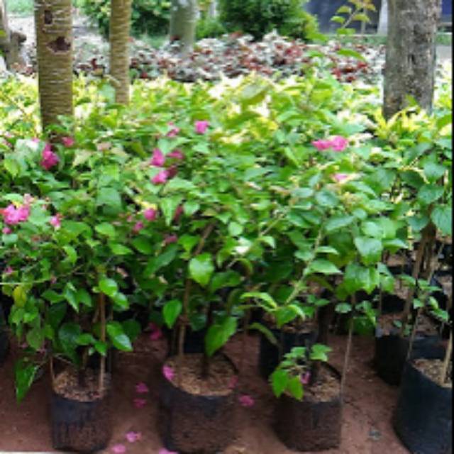 Cuci Gudang Bougenville / Bunga Kertas Tanaman Hias Outdoor YDplgEqiVagLGp