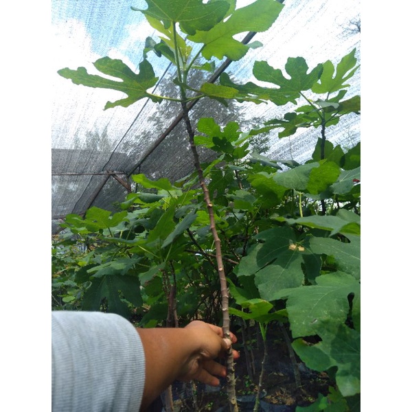 Bibit pohon buah Tin