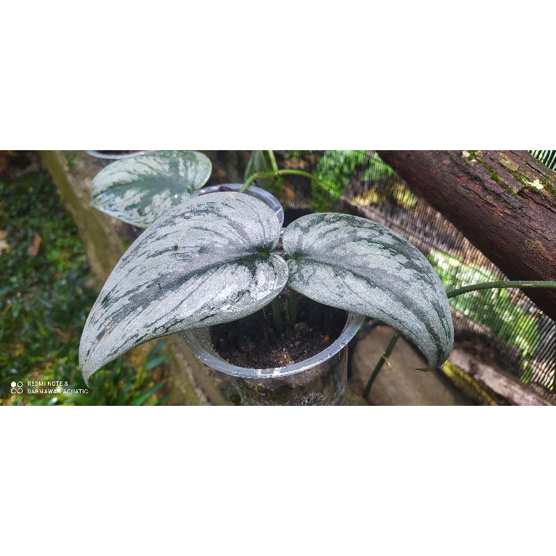 Scindapsus silver splash