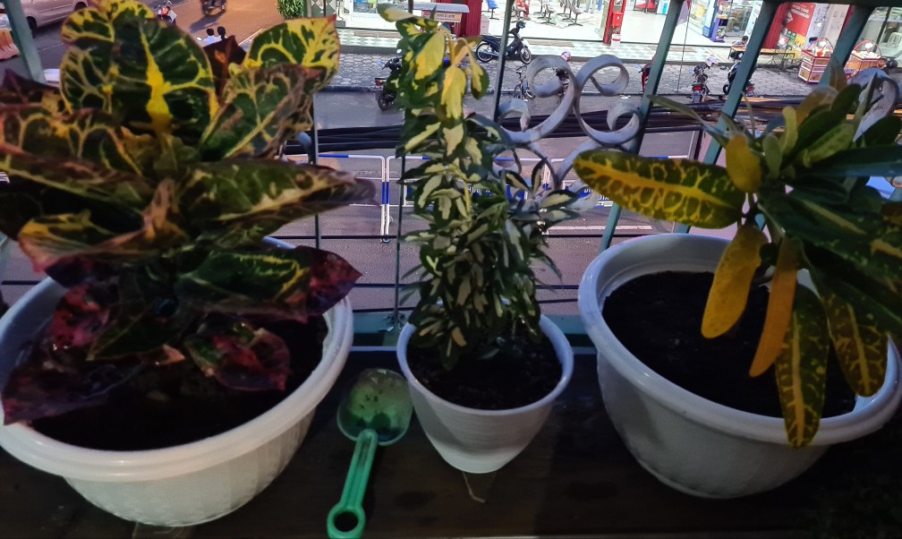 Tanaman Hias Puring Mentimun