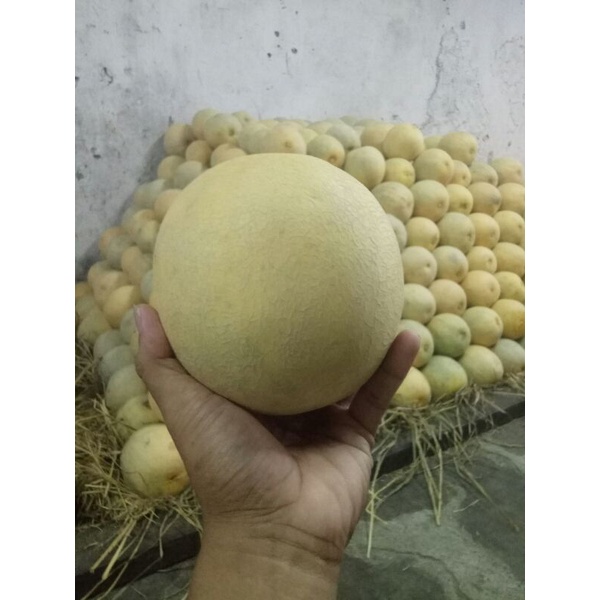 

Buah Melon Manis dan Segar Perbuah 2kg