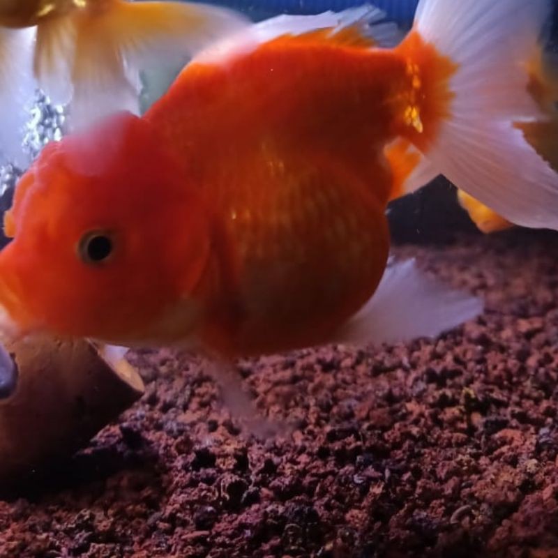 Ikan Mas Koki Oranda/Red Cap size 11cm