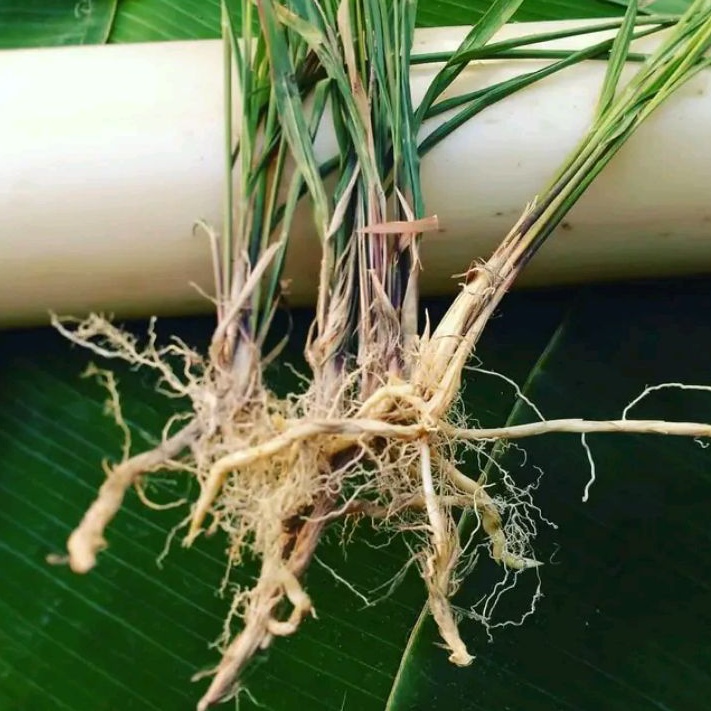 

Akar Alang alang segar 500 gram