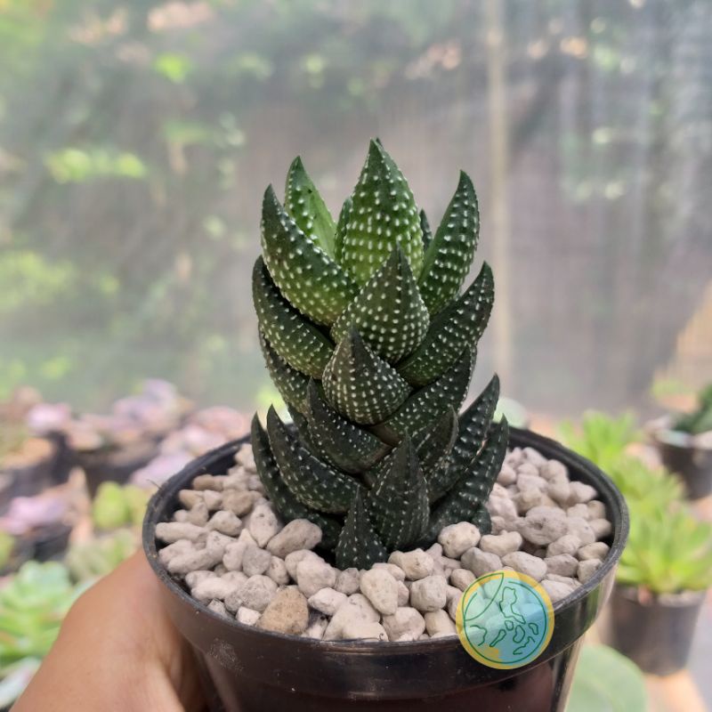 Haworthia Coartata Var. Chalwinii | Haworthia Tower | Paketan Kaktus Sukulen Murah Bebas Pilih Jenis
