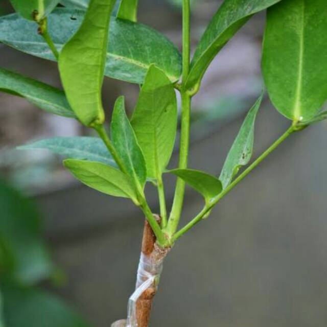 Entres jambu dalhari