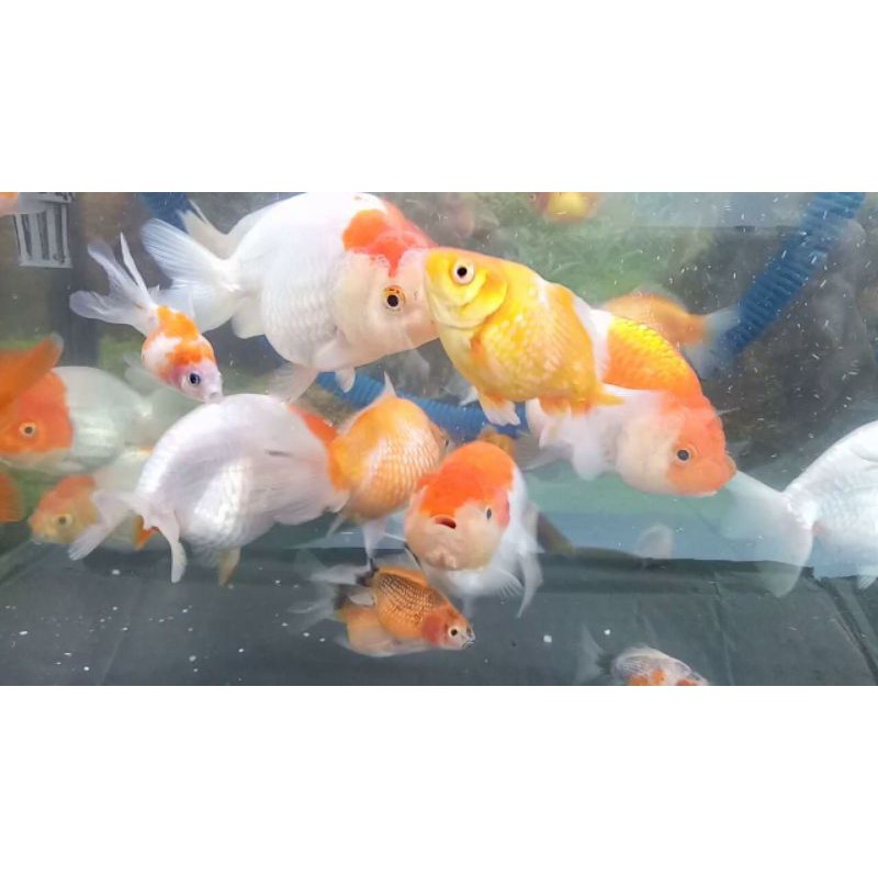 koki mutiara