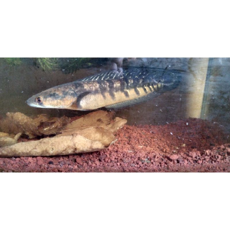 Channa yellow Sentarum