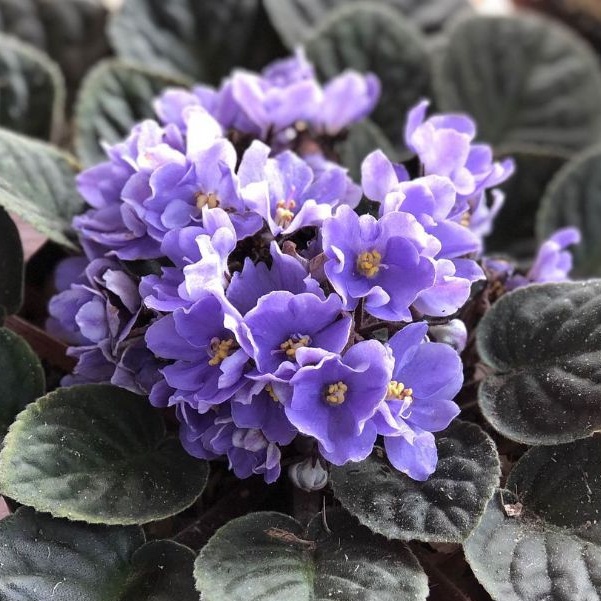 Tanaman Hias African Violet Violces Biru Tanaman Cantik Murah