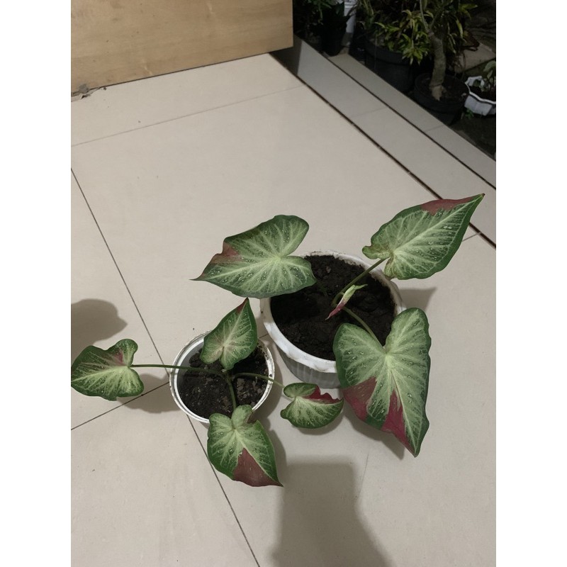 Caladium Shycool Keladi Tumpah Cat