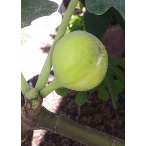 bibit pohon tin/buah tin kuning jenis langka CAPELAS - fresh cangkok