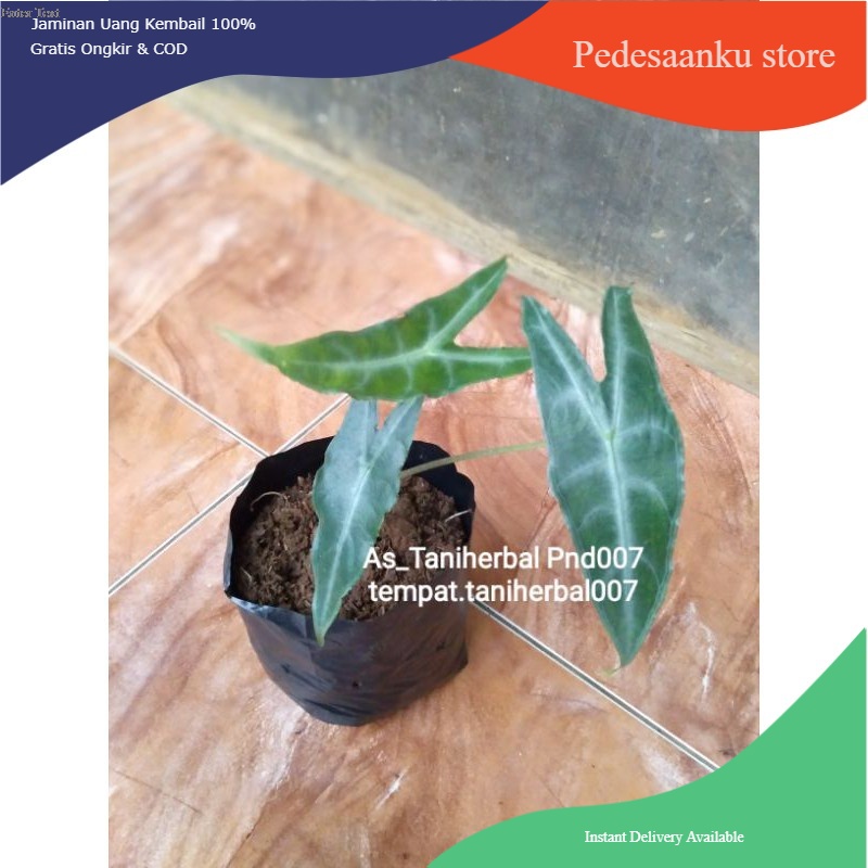 Keladi alokasi hutan daun bawah ungu