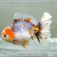 Ikan mas koki oranda calico jumbo