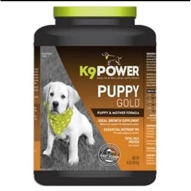 K9 puppy gold