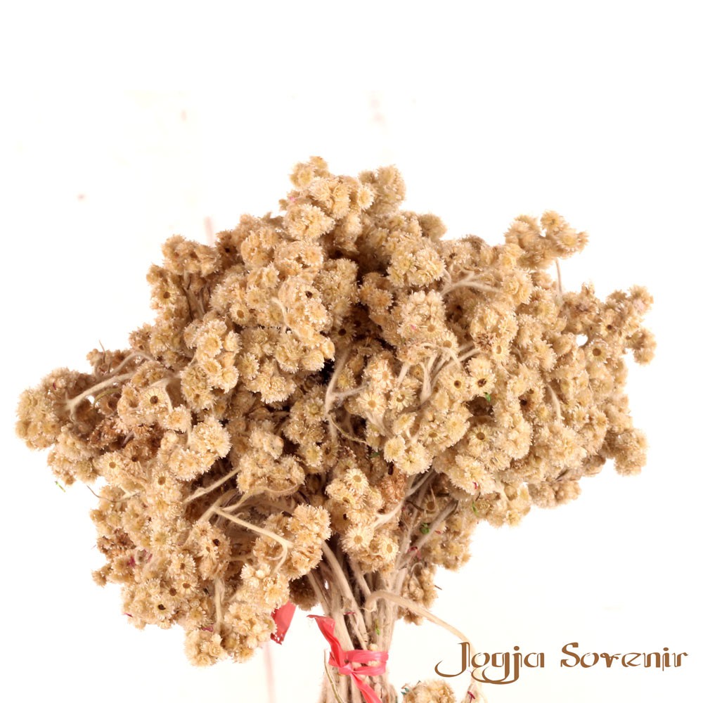 Bunga Edelweis Shopee Indonesia Bunga Edelweis Shopee Indonesia