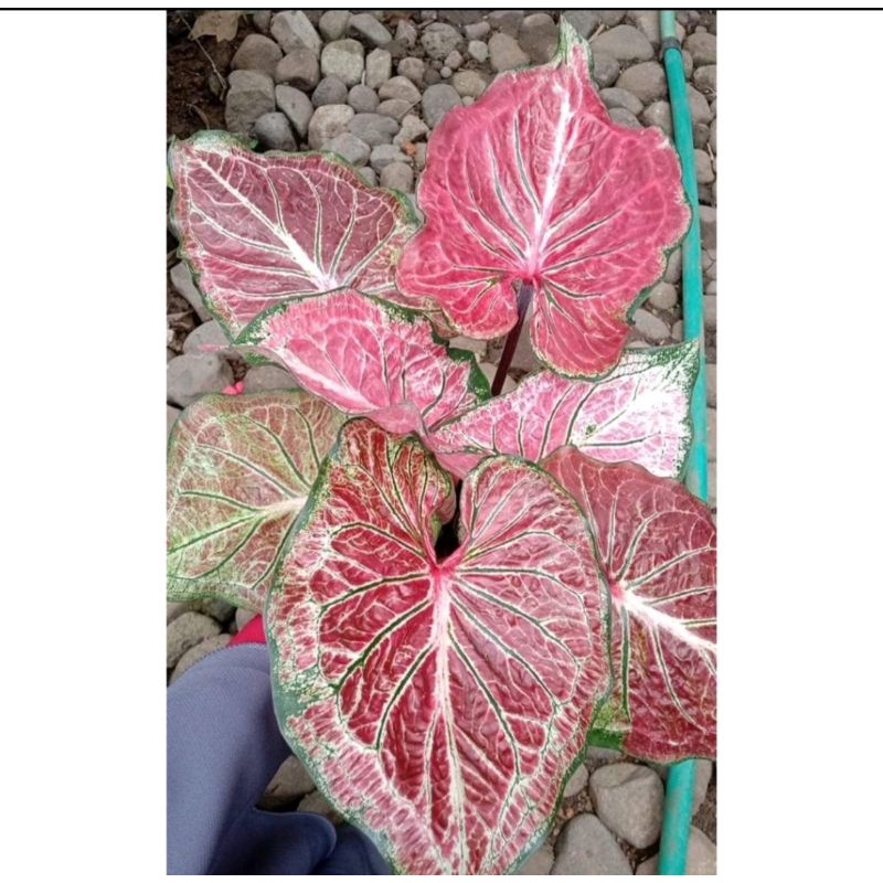 Umbi Caladium Hanoman obong - keladi hias Anoman obong