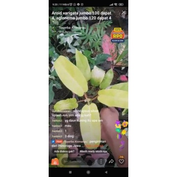 Pesanan kak hanbio3 philodendron lemon gede 10rb+syngonium albo varigata 10rb+fresh cut syngonium ne