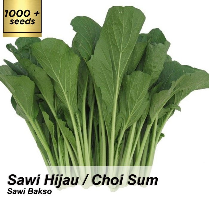 Benih Choi Sum / Caisim / Biji Sawi Bakso / Bibit Sawi Hijau / Sawi Hijau / Sawi Bakso/ Caisim