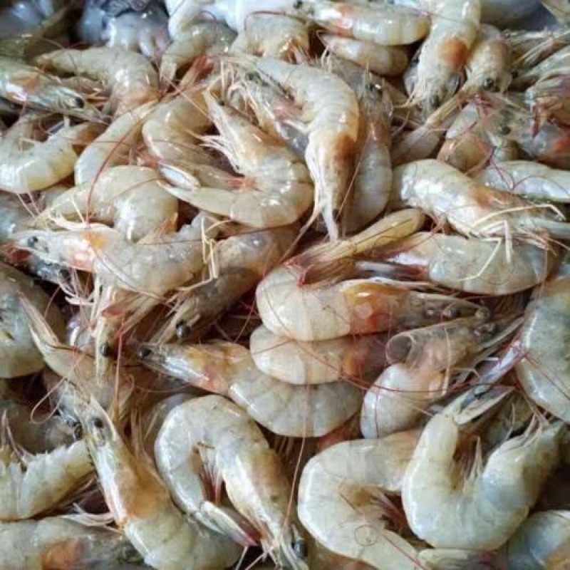 

Udang segar ukuran kecil 250 gram mona sayur baandung