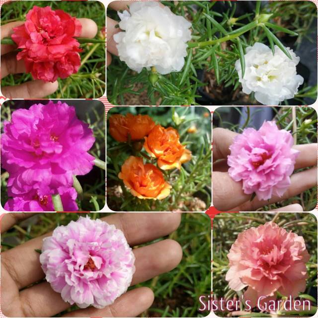 Mossrose Portulaca Krokot  Tumpuk Lokal  dan Giant bombay 