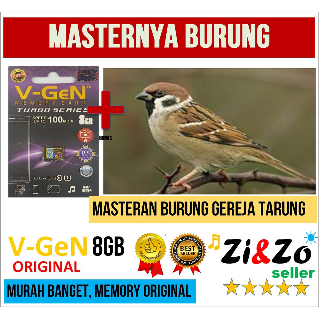 Masteran Burung Kicau Gereja Tarung Gacor