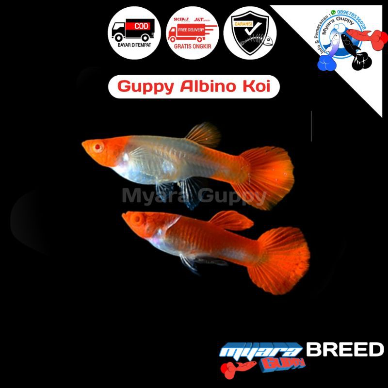 Ikan Hias Guppy Albino Koi