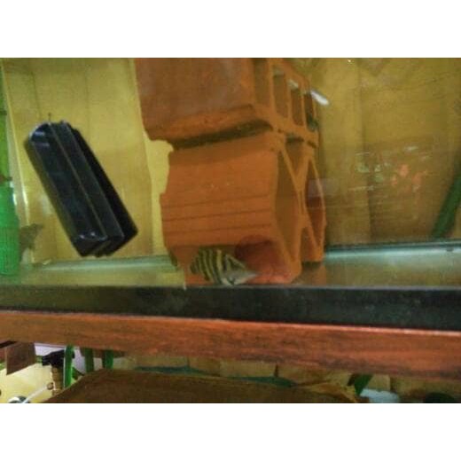 BARU IKAN INDO DATZ / IT / SUMATRA TIGER FISH M