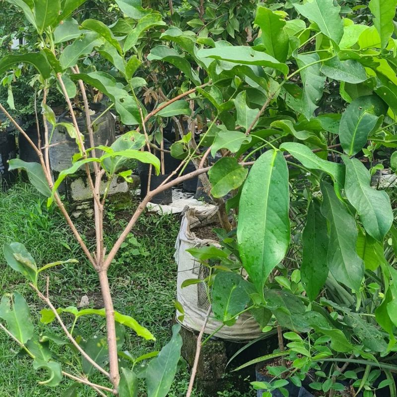 Bibit Jambu air  madu susu terlaris