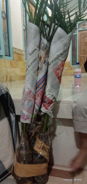 New Produck!! Pohon Kurma Azwa Jantan Dan Betina - Kl 1