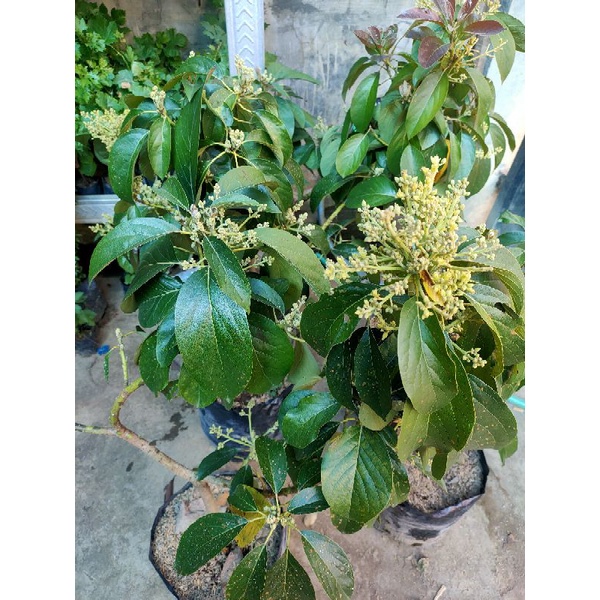 bibit alpukat MIKI BERBUNGA