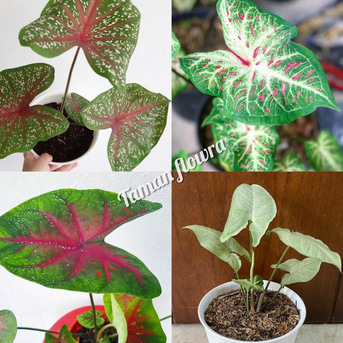 Jual Tanaman Hias Keladi Caladium Paket 3 Jenis Keladi Syngonium Nayrastore89 Indonesia Shopee Indonesia