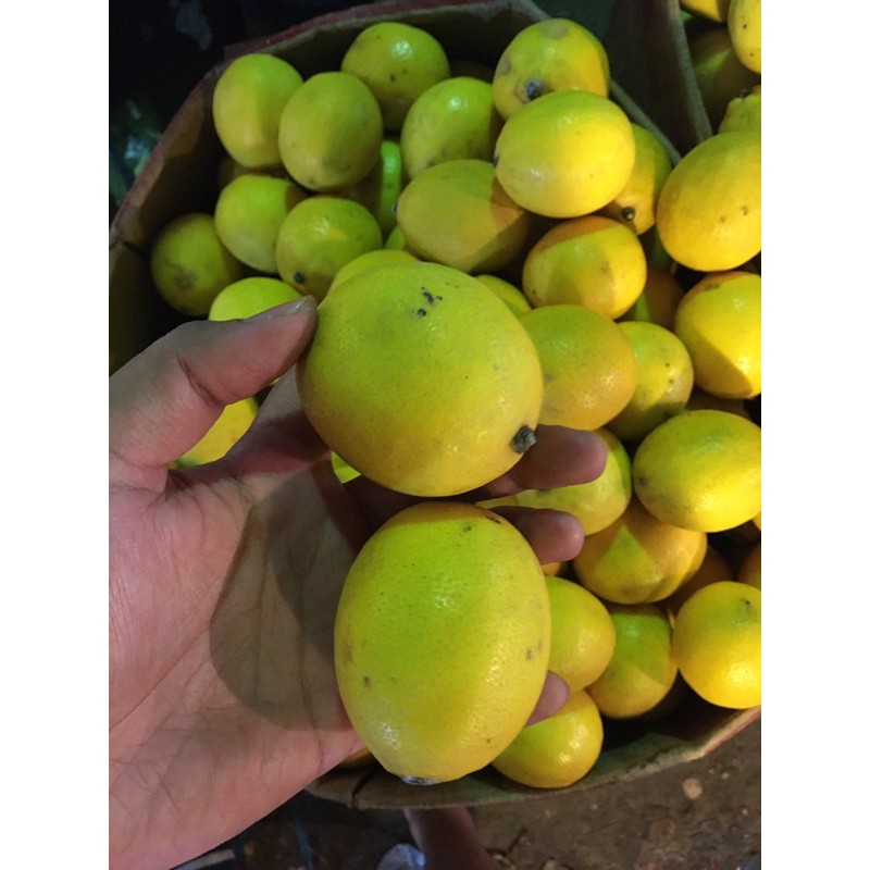 

Jeruk Lemon Import 1kg