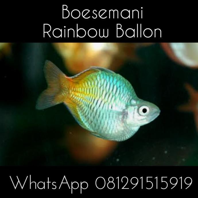 Terbaru Ikan Hias Boesemani Rainbow Balon Aksesoris Aquarium Aquascape