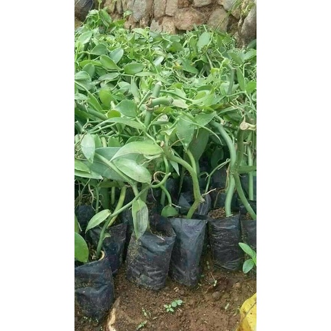 Bibit vanili super unggul