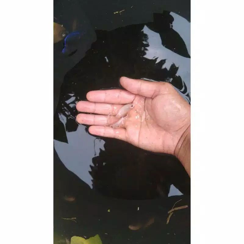 Ikan Hias Cupang Cello dari Indukan Multi Color atau Nemo