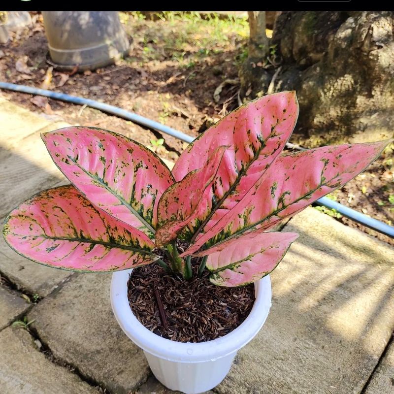 Tanaman hias aglonema ruby kura  / aglaonema ruby kura / aglonema murah / aglaonema murah / Florist 