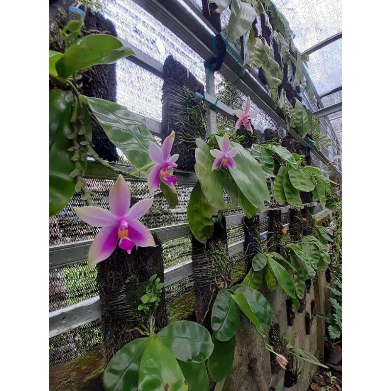 phalaenopsis Violacea Jumbo