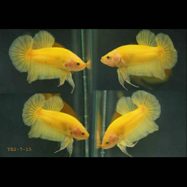 Cupang Plakat Yellow Solid Shopee Indonesia