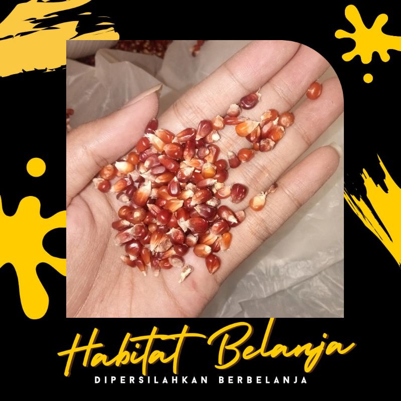 Jagung Manggis Merpati Jagung Ungu Pakan Burung Merpati Doro Dara